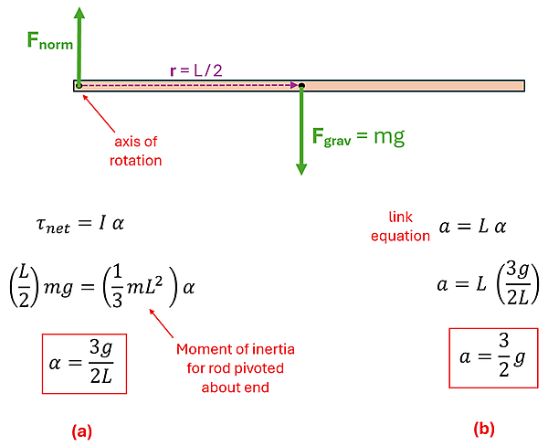 Force diagram and equations to solve. The Force diagram shows the pivot point on the left with a force arrow F sub norm on the pivot pointing up, and the axis labeled axis of rotation. It shows a point mid way on the stick where the F sub grav (force of gravity) = mass times g, and the radius at that force is L / 2. For part A, tau net (net torque) = I (Moment of inertia) times alpha (angular acceleration). Net force (L/2) times mass times g = 1/3 time mass times Length squared times alpha. Solving for alpha you get 3 g over 2 L. For part B, the linking equation of acceleration = r times angular acceleration, length is L and angular acceleration of 3g over 2L is plugged in and we get acceleration = 3g over 2.