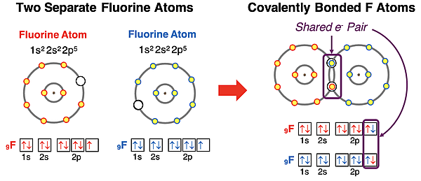 Electron shell and orbital box diagrams showing how two F atoms share electrons to satisfy the octet rule.