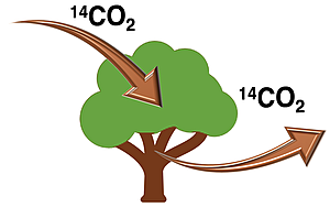 Illustration of the balance between carbon-14 uptake and decay by a living organism (a tree).